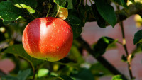 jablko apple-429213 1280